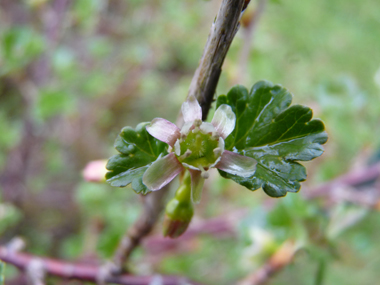 Fleurs d'abord verdâtres et roses puis verdâtres et rouges; uniques ou groupées par 2, elle sont portées par un petit pédoncule portant des feuilles. Agrandir dans une nouvelle fenêtre (ou onglet)